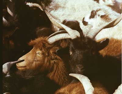 Close-up of a crowded herd of goats with long curved horns, a brown and a black goat at the centre